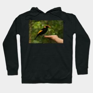 A Regent Bowerbird in the hand is worth two or more photos Hoodie